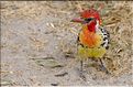 Les oiseaux de Tarangire. Barbu à tête rouge. (2)
