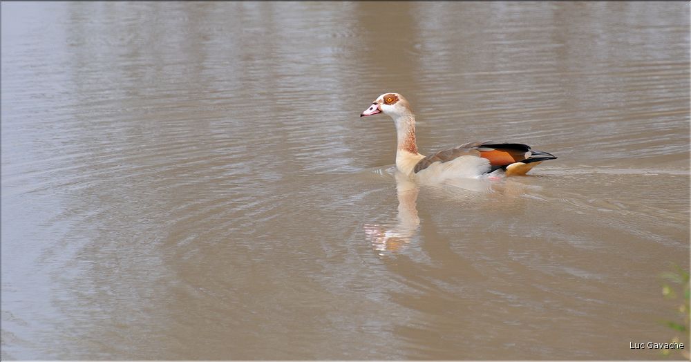 Les oiseaux de Tarangire. Ouette égyptienne.