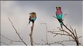 Les oiseaux de Tarangire. Rollier. (1)