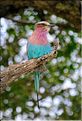 Les oiseaux de Tarangire. Rollier. (2)