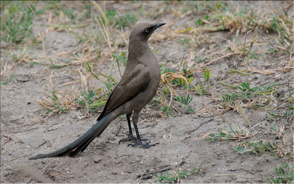 Les oiseaux de Tarangire. Étourneau cendré.