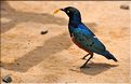 Les oiseaux de Tarangire.  Étourneau superbe.