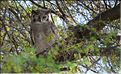 Les oiseaux de Tarangire. Hiboux.