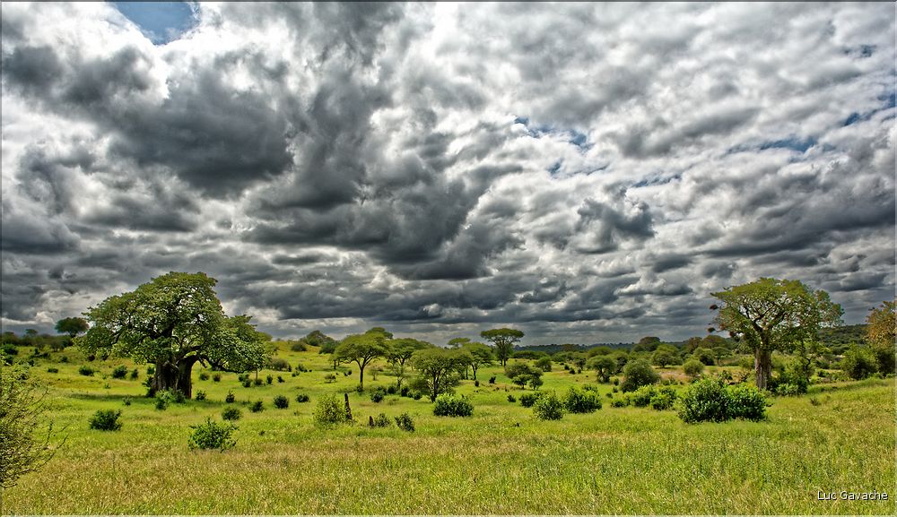 Journée nuageuse à Tarangire. (1)