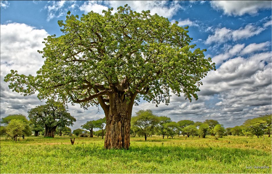 Journée nuageuse à Tarangire. (2)