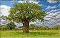 Journée nuageuse à Tarangire. (2)