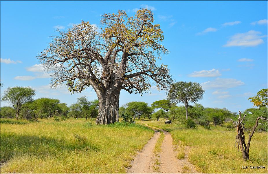 En juin, hémisphère sud oblige, les feuillages des baobabs arborent les couleurs automnales. (1)