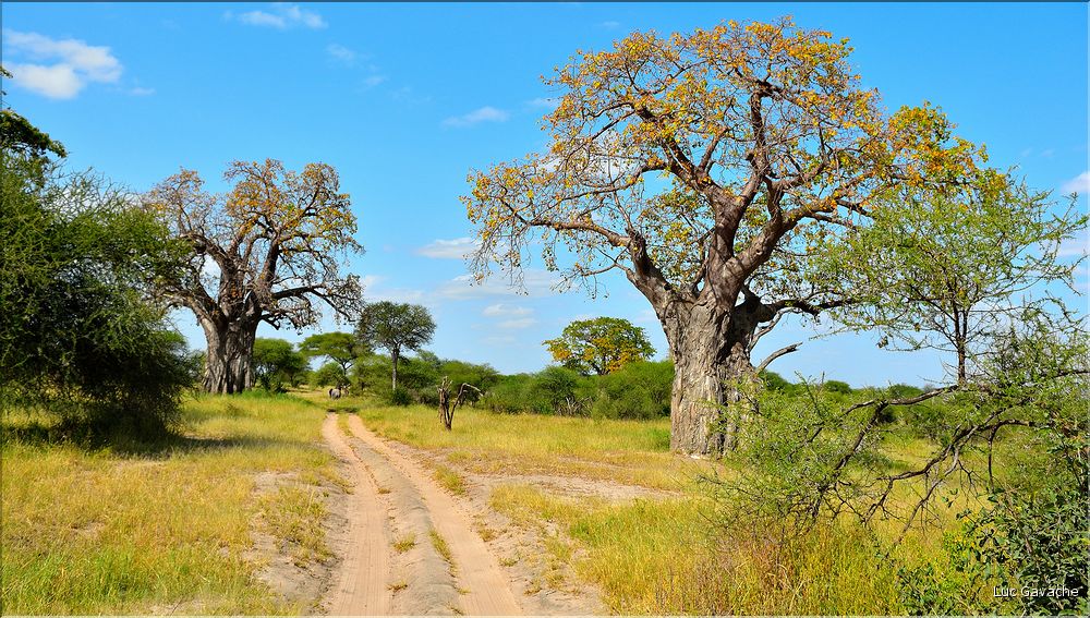 En juin, hémisphère sud oblige, les feuillages des baobabs arborent les couleurs automnales. (2)