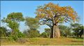 En juin, hémisphère sud oblige, les feuillages des baobabs arborent les couleurs automnales. (4)