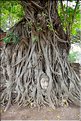 Également t au Wat Mahathat d'Ayutthaya, cette énigmatique tête de Bouddha pris dans les racines d'un banian. (1)