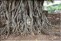 Également t au Wat Mahathat d'Ayutthaya, cette énigmatique tête de Bouddha pris dans les racines d'un banian. (2)