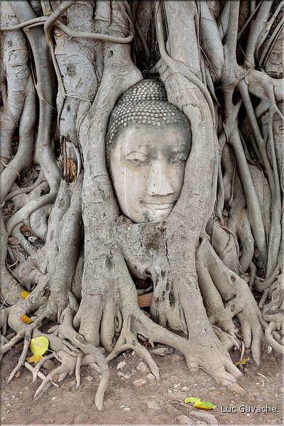 Également t au Wat Mahathat d'Ayutthaya, cette énigmatique tête de Bouddha pris dans les racines d'un banian. (3)