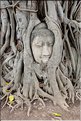 Également t au Wat Mahathat d'Ayutthaya, cette énigmatique tête de Bouddha pris dans les racines d'un banian. (3)