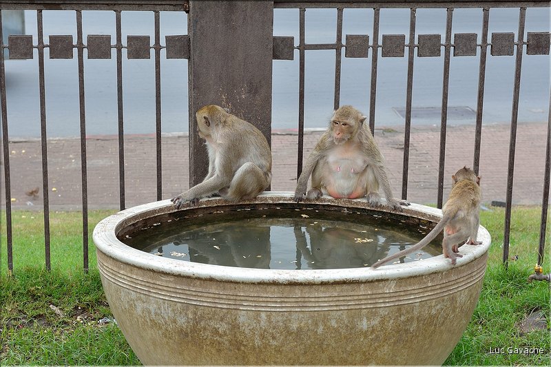 Plus au nord, Lopburi possède également des vestiges de style Khmère. (3)