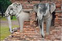 Wat Chang Lom de Sukhotai. (3)
