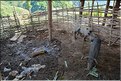 Dans les environs du village Yafu. (14)