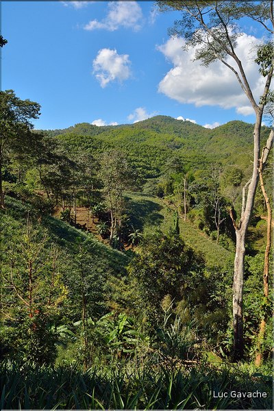 Plantation d'ananas dans les environs du village d'Arpha.
