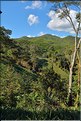 Plantation d'ananas dans les environs du village d'Arpha.