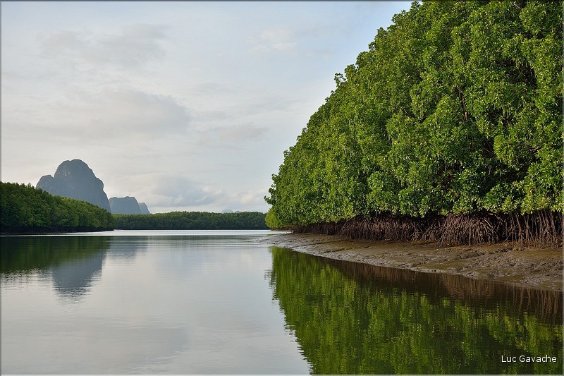 La Baie de Phang Nga côté mangrove. (15)