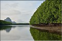 La Baie de Phang Nga côté mangrove. (15)