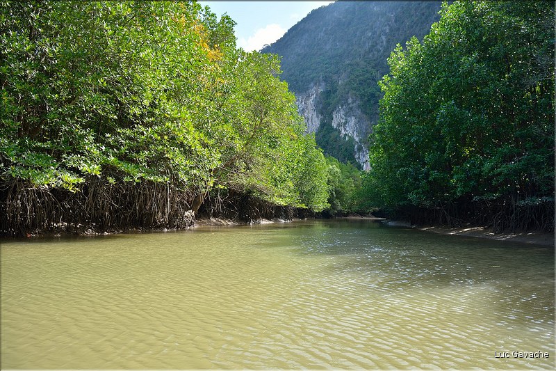 La Baie de Phang Nga côté mangrove. (17)