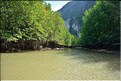 La Baie de Phang Nga côté mangrove. (17)