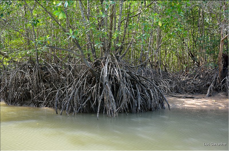 La Baie de Phang Nga côté mangrove. (18)