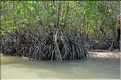 La Baie de Phang Nga côté mangrove. (18)
