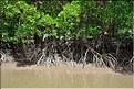 La Baie de Phang Nga côté mangrove. (19)