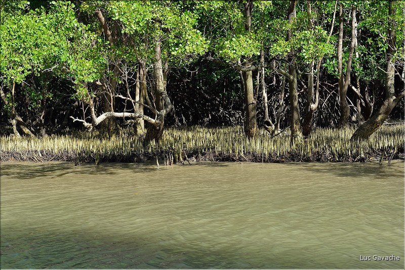 La Baie de Phang Nga côté mangrove. (21)