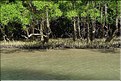 La Baie de Phang Nga côté mangrove. (21)
