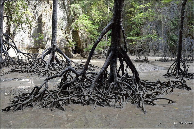 Au cur de la Baie de Phang Nga. (17)