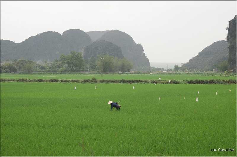 La culture du riz est omniprésente au Viêtnam et plus particulièrement à Hoa Lu. (2)