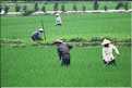 La culture du riz est omniprésente au Viêtnam et plus particulièrement à Hoa Lu. (4)