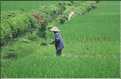 La culture du riz est omniprésente au Viêtnam et plus particulièrement à Hoa Lu. (5)