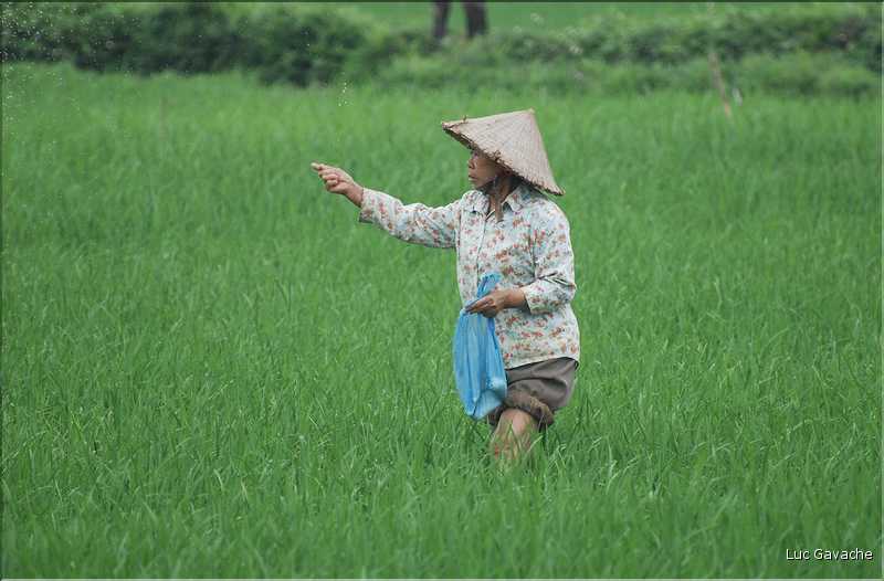 La culture du riz est omniprésente au Viêtnam et plus particulièrement à Hoa Lu. (7)