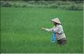 La culture du riz est omniprésente au Viêtnam et plus particulièrement à Hoa Lu. (8)