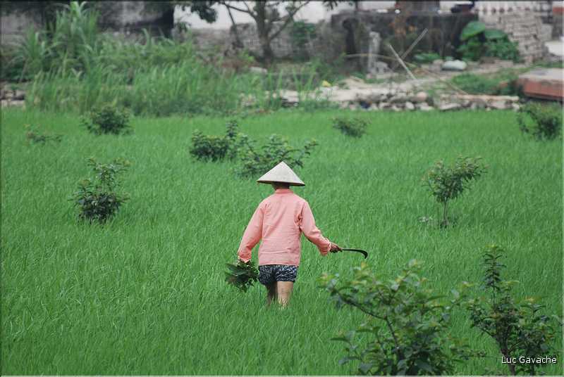 La culture du riz est omniprésente au Viêtnam et plus particulièrement à Hoa Lu. (9)