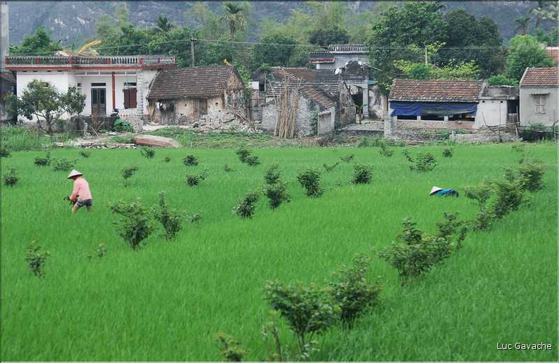 La culture du riz est omniprésente au Viêtnam et plus particulièrement à Hoa Lu. (10)