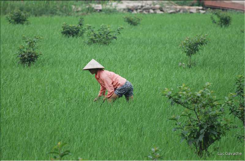 La culture du riz est omniprésente au Viêtnam et plus particulièrement à Hoa Lu. (11)