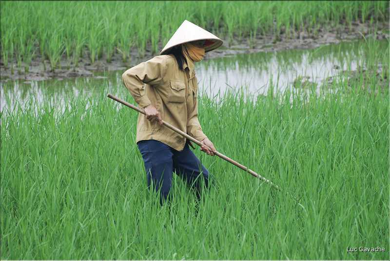 La culture du riz est omniprésente au Viêtnam et plus particulièrement à Hoa Lu. (12)
