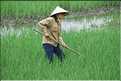La culture du riz est omniprésente au Viêtnam et plus particulièrement à Hoa Lu. (12)
