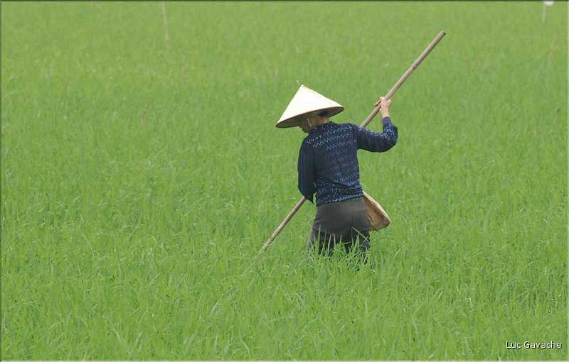 La culture du riz est omniprésente au Viêtnam et plus particulièrement à Hoa Lu. (13)