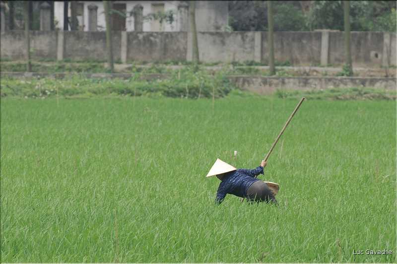 La culture du riz est omniprésente au Viêtnam et plus particulièrement à Hoa Lu. (14)