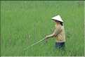 La culture du riz est omniprésente au Viêtnam et plus particulièrement à Hoa Lu. (15)