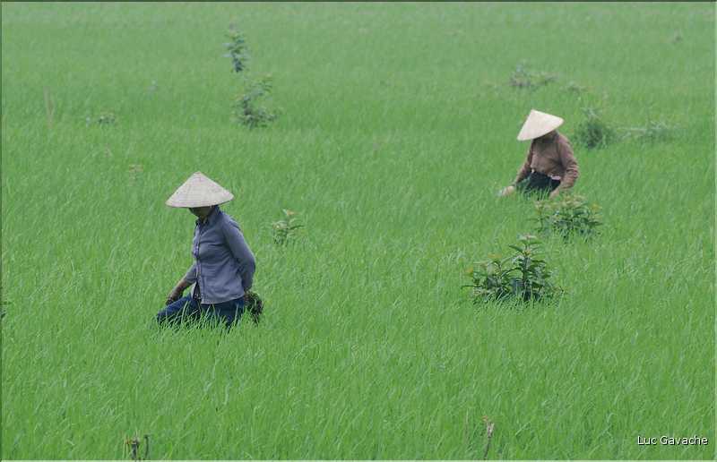 La culture du riz est omniprésente au Viêtnam et plus particulièrement à Hoa Lu. (16)
