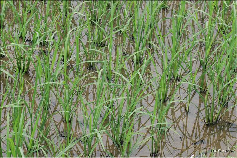 La culture du riz est omniprésente au Viêtnam et plus particulièrement à Hoa Lu. (17)
