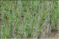La culture du riz est omniprésente au Viêtnam et plus particulièrement à Hoa Lu. (17)