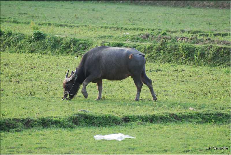 Le buffle est l'animal indispensable dans la culture du riz en zone humide. (1)