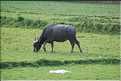 Le buffle est l'animal indispensable dans la culture du riz en zone humide. (1)